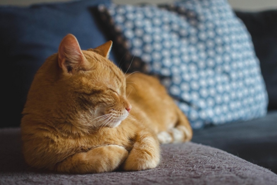 AKO VAM JE MAČKA NERVOZNA: Provjerite svog ljubimca jer je ovo čest problem kod njih