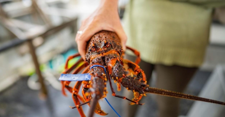 ULOVLJEN RIJEDAK JASTOG: 'Ovakav se rađa jedan na 50 miliona, ne ide u prodaju'