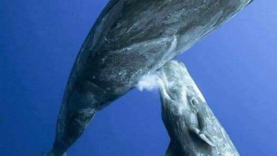 ČUDO PRIRODE U OKЕANU: Kako kitovi doje pod vodom