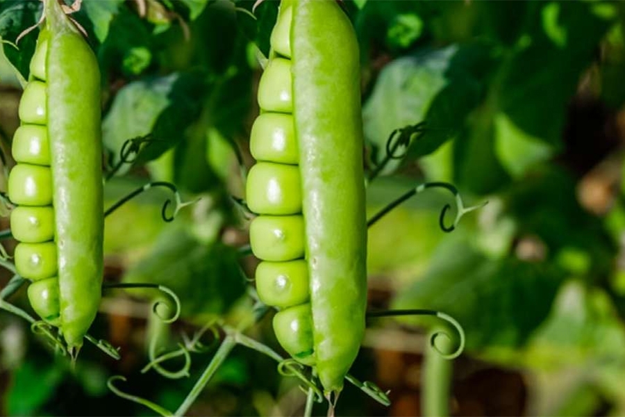 UROD NEĆE PODBACITI: Ukoliko planirate sadnju mahunarki – ove greške ne smijete napraviti...