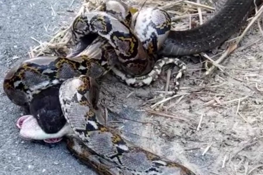 SNIMILI SU KOBRU I PITONA U MEĐUSOBNOJ BORBI: Pogledajte zastrašujući susret (VIDEO)