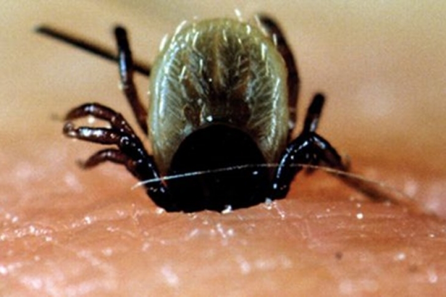 OPASNOST PRIJETI: Krpelji vrebaju, naizgled su bezopasni, ali mogu prenijeti ozbiljne bolesti...