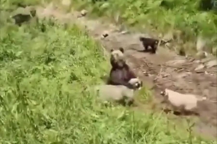 GOLORUK NA ZVIJER: Pogledajte nevjerovatan trenutak kada pastir juri MEDVJEDA da spasi ovce – cijeli svijet u ŠOKU (VIDEO)