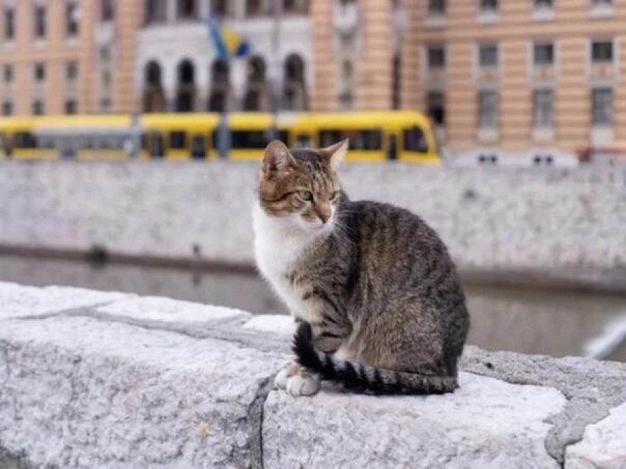 KO GA NAĐE DOBIT ĆE NAGRADU: Najpoznatiji sarajevski mačak ponovo nestao, jeste li ga vidjeli?