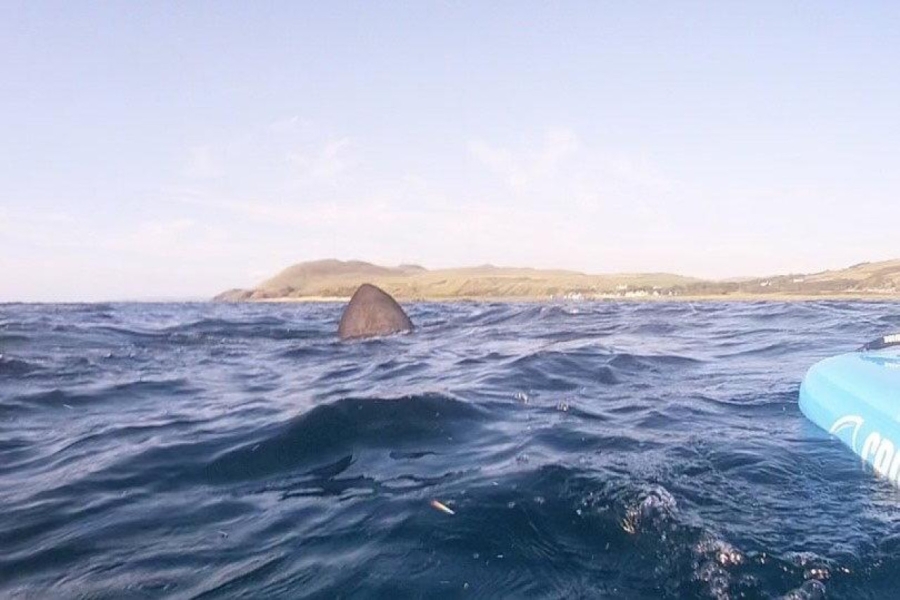 STRAHOTA ŽIVA NA JADRANU: Golema peraja odjednom se pojavila među brodicama... (VIDEO)