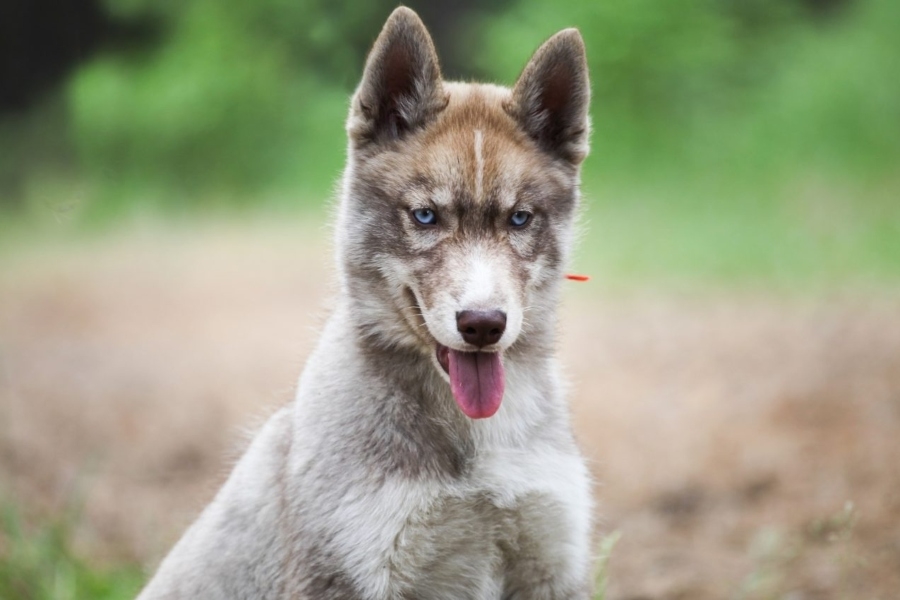 OTKRIĆE KOJE MIJENJA HISTORIJU: Psi su bili naši najbolji prijatelji još u LEDENOM DOBU, pronađeni dokazi stari 15.800 GODINA