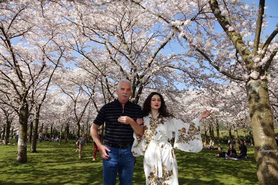 BOGINJA SAKURE: Cvjetovi holandskih japanskih trešanja i opadanje broja vjernika i crkava