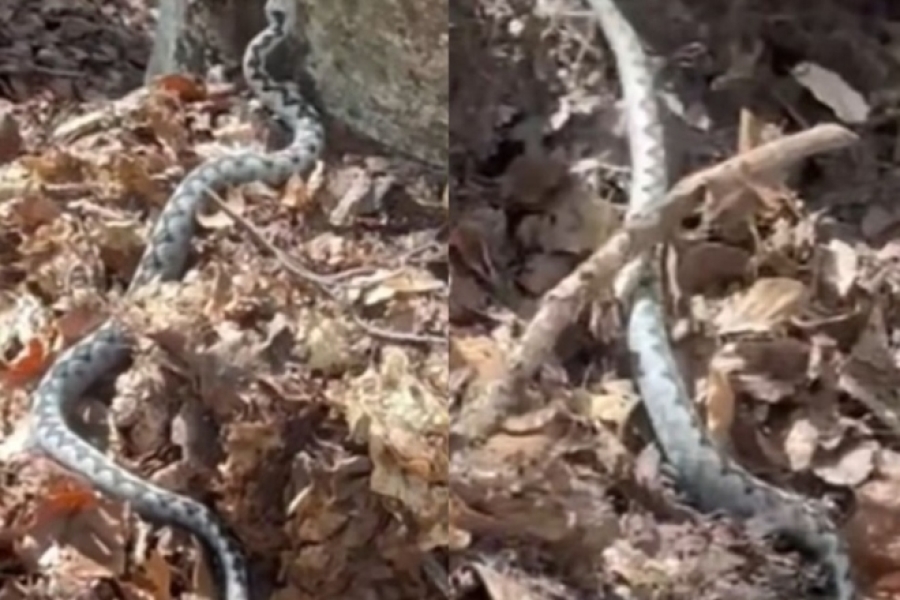 POSKOK KAPITALAC SNIMLJEN KAKO GMIŽE KROZ ŠUMU, LJUDI UPLAŠENI: 'Pazite na sebe' (VIDEO)