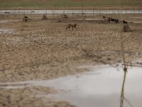 DRAMATIČNO UPOZORENJE UN-a: Ekstremne vrućine prijete egzistenciji milijarde ljudi