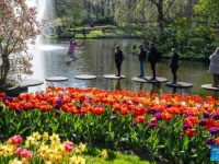 ŠARENI SPEKTAKL: Otvoren čuveni vrt sa 7 miliona tulipana, prizori iz bajke oduševili posjetioce širom SVIJETA