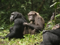 ŠIMPANZE ZARATILE MEĐUSOBNO: Naučnici godinama pratili kako se jedna grupa životinja podijelila i počela ubijati druge