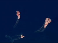 'KAKVO PUTOVANJE': Povijesna misija leta oko Mjeseca sretno završila, pogledajte snimku slijetanja...