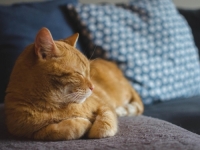 AKO VAM JE MAČKA NERVOZNA: Provjerite svog ljubimca jer je ovo čest problem kod njih