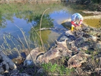 JEZIV PRIZOR KOD BH. GRADA: Uz rijeku bačeno deset raspadnutih svinja, sumnja se na...