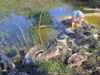 EKOLOŠKA BOMBA: Leševi svinja bačeni uz Drinu, institucije traže hitnu istragu