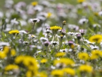 KAKVO NAS VRIJEME OČEKUJE TOKOM DANA: U Bosni sunčano, a u Hercegovini čuvajte se...