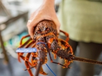 ULOVLJEN RIJEDAK JASTOG: 'Ovakav se rađa jedan na 50 miliona, ne ide u prodaju'