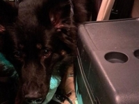 DRŽAVLJANIN SRBIJE STIGAO NA GRANICU S HRVATSKOM: Mislio je da ga neće uhvatiti, a onda su uočili plastični hladnjak