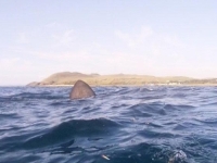 MORSKA NEMAN U ISTRI: Nestvarna snimka, kraj broda izronila golema peraja! (VIDEO)