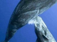 ČUDO PRIRODE U OKЕANU: Kako kitovi doje pod vodom