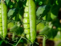 UROD NEĆE PODBACITI: Ukoliko planirate sadnju mahunarki – ove greške ne smijete napraviti...