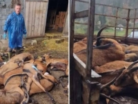 UŽAS KOD FOJNICE, JAVILA SE BRUCELOZA: Ubijena sva stoka, vlasnik završio u bolnici (FOTO)