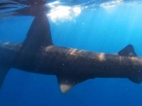 DA TI SRCE STANE: U Jadranskom moru ribolovac imao 'susret' sa ajkulom od sedam metara (VIDEO)