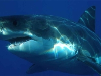 NEVJEROVATNO: Ajkule na Bahamima pozitivne na kokain