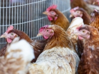 BRUTALAN SLUČAJ: Uzeo zračnu pušku i ubijao tuđe kokoši i pijetlove