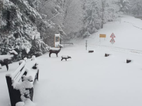 TRAGEDIJA NA PLANINI: Na Kozari pronađeno tijelo poznatog planinara