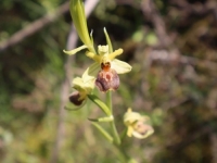 ČUDO NA JUGU BOSNE I HERCEGOVINE: Otkrivena rijetka i specifična vrsta orhideje, ali ni to nije sve...