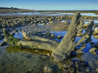ŠOKANTNO OTKRIĆE NAUČNIKA: Potopljena šuma stara 16.000 godina krije tajnu o prvim ljudima i klimatskom paklu