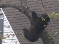 DIGAO GRAD NA NOGE: Kad se medvjed probudi iz zimskog sna, pogledajte gdje se popeo (VIDEO)