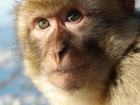 NEVJEROVATNO: Majmuni otkrili prirodni lijek protiv želučanih tegoba, ali ni to nije sve...