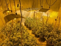 SARAJEVSKA POLICIJA U AKCIJI: Otkriveno više laboratorija za proizvodnju marihuane, žena lišena slobode (FOTO)