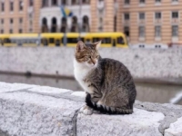 KO GA NAĐE DOBIT ĆE NAGRADU: Najpoznatiji sarajevski mačak ponovo nestao, jeste li ga vidjeli?