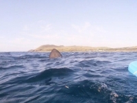 STRAHOTA ŽIVA NA JADRANU: Golema peraja odjednom se pojavila među brodicama... (VIDEO)