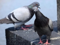 LAGANO RJEŠENJE: Otjerajte golubove sa balkona uz ovaj predmet, svi ga imamo kod kuće