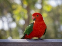 AKO STE SE PITALI ZAŠTO PAPAGAJI PLEŠU?: Nauka ima zanimljivo objašnjenje (VIDEO)