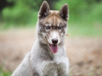 OTKRIĆE KOJE MIJENJA HISTORIJU: Psi su bili naši najbolji prijatelji još u LEDENOM DOBU, pronađeni dokazi stari 15.800 GODINA