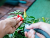 VELIKO ISTRAŽIVANJE OTKRILO ZAPANJUJUĆI PODATAK: 'Produžava život...'