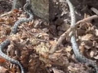 POSKOK KAPITALAC SNIMLJEN KAKO GMIŽE KROZ ŠUMU, LJUDI UPLAŠENI: 'Pazite na sebe' (VIDEO)