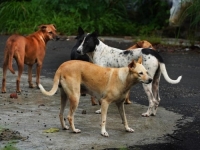 PSI PROVALILI U TOR I NAPRAVILI POKOLJ: Ovo se istom u domaćinstvu dešava već treći put