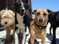 EU UVODI NOVA PRAVILA: Psi i mačke uvezeni iz trećih zemalja u svrhu prodaje morat će...