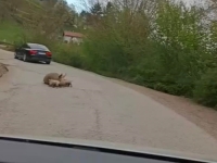 'KRMAČA JE ZAPRAŠILA': Dok Foča postaje grad, Vučinić pokazao realno stanje na putevima... (FOTO)