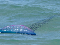 OVO SMRTONOSNO STVORENJE SE SVE ČEŠĆE POJAVLJUJE NA PLAŽAMA: Naučnici vjeruju da se širi i jedna stvar ih brine