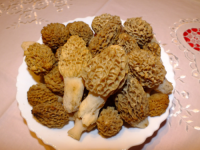 BERBA KOJA MIJENJA ŽIVOT: Kilogram sušene delicije koja raste u BiH dostiže nevjerovatnih 500 KM