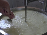 DRAMA U TUZLANSKOM KANTONU: Mljekarima prijeti najgori scenarij, proizvodnja mlijeka pred gašenjem...