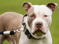 POLICIJA UBILA PSA: Vlasnik XL Bullyja osuđen na 12 godina nakon smrtonosnog napada u Engleskoj