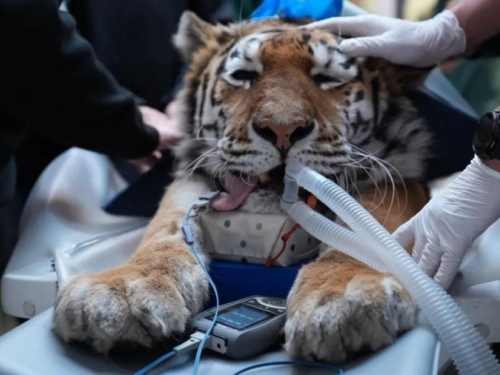 VIŠE OD PREGLEDA: Kako moderna radiografija pomaže u očuvanju ugroženih životinjskih vrsta